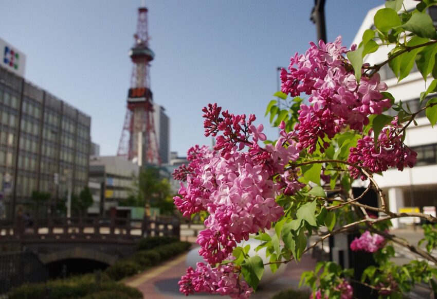 https://pixabay.com/photos/lilac-flowers-bloom-pink-spring-5205217/#content